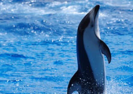 名古屋港水族館